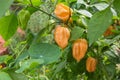 Chili pepper plant habaneros